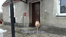 拉布拉多被反锁在门外，急中生智的它，最后成功进去了