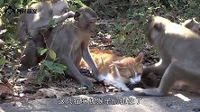 猴子闯入民宅，掳走两只小猫咪，猫妈妈根本来不及追！