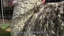 这只羊为躲剪羊毛逃进山洞6年，胖成毛球，剪完毛被总理接见！