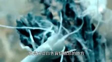 生活在“450度”火山口的虾，打捞都需专用工具，它能煮熟吗？