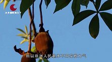 难怪非洲人民不肯耕种，原来是有宝树可以取水喝，还可用来住