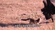 金雕追杀狐狸，狐狸挑衅秃鹫，秃鹫却能暴揍金雕，一物降一物！