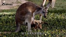 袋鼠的育儿袋，里面到底长什么样男子一打开就懵了