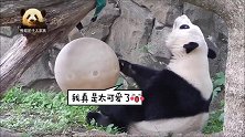 聪明的熊猫宝宝手脚并用转动着圆球，就有好吃的掉出来，好可爱