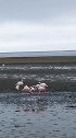 2019年4月纳米比亚鲸湾海边的火烈鸟
