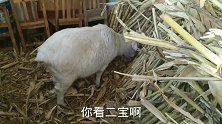 小羊在一边吃饼干，羊二宝没听到，好吃的怎么能落下羊二宝呢