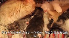 母猫生完小崽，公猫各种殷勤伺候，甜蜜的画面让人：自叹不如