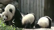 熊猫姐姐打掩护，熊弟叼起妈妈的窝窝头开溜，害大美妈找了半天！