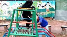 非常聪明灵活的一只猩猩，在游乐场里自在的玩耍，真讨人喜欢！