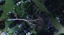 美国：15米大树突然倒下，砸坏30辆车