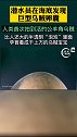涨知识 人类首次拍到活的公羊角乌贼潜水员在海底发现了一个巨型乌贼卵囊 网友：有点吓人！