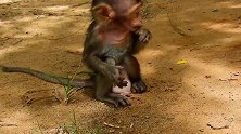 小肥猴坐在地上捡吃的，猴妈哪里去了呢？