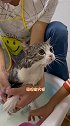 给叨乐和它媳妇洗澡澡……猫猫咪洗澡宝藏乡村过大年 团圆山东年