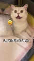 难道这就是银渐层和橘猫的孩子？！（大家帮忙取个名字吧，黄色的要跟波比姓）萌宠出道计划 猫生产