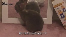 兔宝宝刚出生还未睁眼，兔妈妈就吃掉了，原因让人很无奈