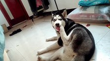 哈士奇尝尝狗腿什么滋味，你们想吃吗