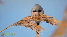 野拍芦苇荡里的文须雀，脸上像画了两道胡子，十分有趣