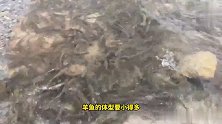 西藏羊湖的鱼总重量多达8亿公斤，随手就能捕到，为何无人敢捞？