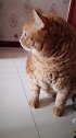 猫主人饭做好了没，我又饿了！