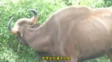 老虎偷袭野牛动作形同流水，野牛毫无还手之力，太震撼了