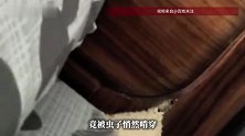 海南一网友晒自己床头木板被虫啃穿：常听见吱吱声，木屑堆积如“小山”