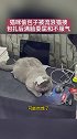 有些小猫咪看起来拽拽的，背地里连流浪猫都打不过萌宠出道计划 意外不意外