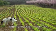 20块买了只小土狗，爷爷看到后脸色大变，给你500块退回去