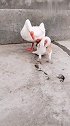 狗子：听说鹅脖挺香的，我来看看味道咋样！