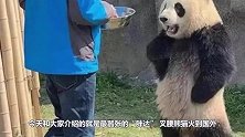 最嚣张“胖达”，叉腰熊猫火到国外，网友：它知道自己是国宝！