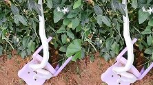 农村生活：蛇豆角，第一次见