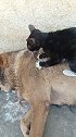 黑猫警长会按摩