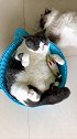 哇塞，一筐猫！猫