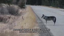 高原狼觅食遇六只藏獒，藏獒一起上阵，结果却出人意料