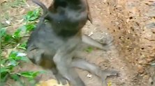 可怜的小猴身患残疾，抢不到食物吃，游客特别优待小猴给它喂吃！