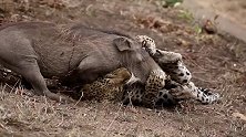 猎豹捕杀疣猪紧紧锁喉，疣猪毫无招架之力