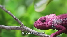 桥下惊现“庞然大物”，村民一个鞭炮丢下去！意想不到的事发生了