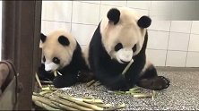 胖大海给妈妈递笋！我是个乖宝宝哦