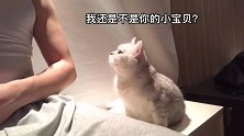 黏人的猫，时时刻刻想要摸
