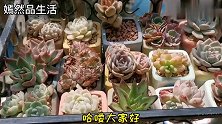 阳台窗台养多肉，哪些品种容易上色？放在一起对比一目了然