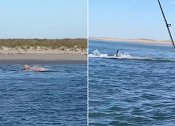 美国一大白鲨凶猛袭击海豹 海水被染红