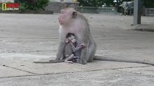 耍赖的猴子宝宝，猴妈妈会客气吗？