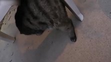 好萌的一只小猫咪呢，看这灵活的尾巴，真是想带回家呢！