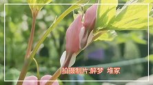 云赏花开精品版-荷包牡丹！