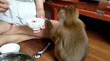 小猴子被驯化得快变成人类了，吃个饭都这么讲究了