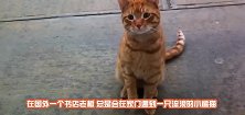 书店老板好心收留了一只流浪橘猫，没想到还是只“招财猫”