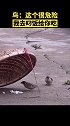 这是爱吗？这是爱吧 麻雀 陷阱