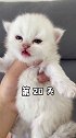 小奶猫叫着叫着就长大了！这真的是同一只猫吗？小奶猫