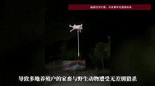 “今天扎野猪，明天可能就扎到人”，无人机搭载利刃狩猎或涉犯罪