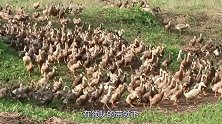 鸭子总是一只带队，后面很有秩序地跟着，而鸡就散乱地跑？