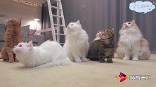 “小飞机”吸引小可爱，猫咪：赶紧下来